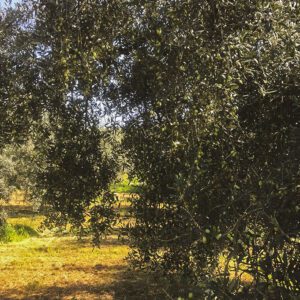 foto-3-olivi-azienda-agricola-sandro-ponzani-sabina-DOP